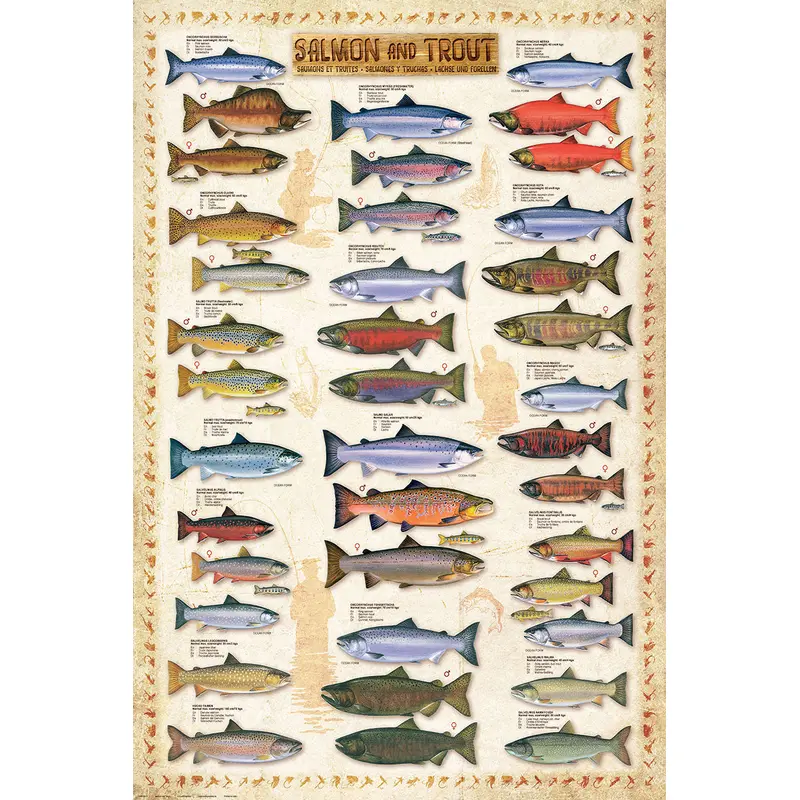 Salmon and Trout Fishing Wall Chart (17 Species) Poster - Eurographics