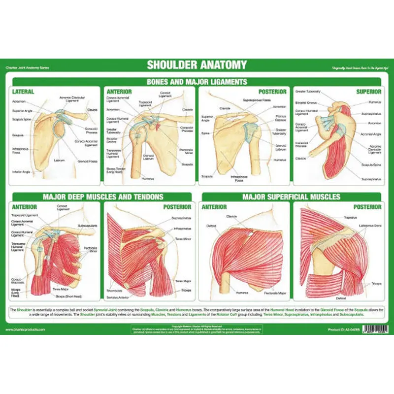 Anatomy of the Shoulder Joint Health and Fitness Wall Chart Poster - Chartex Ltd.