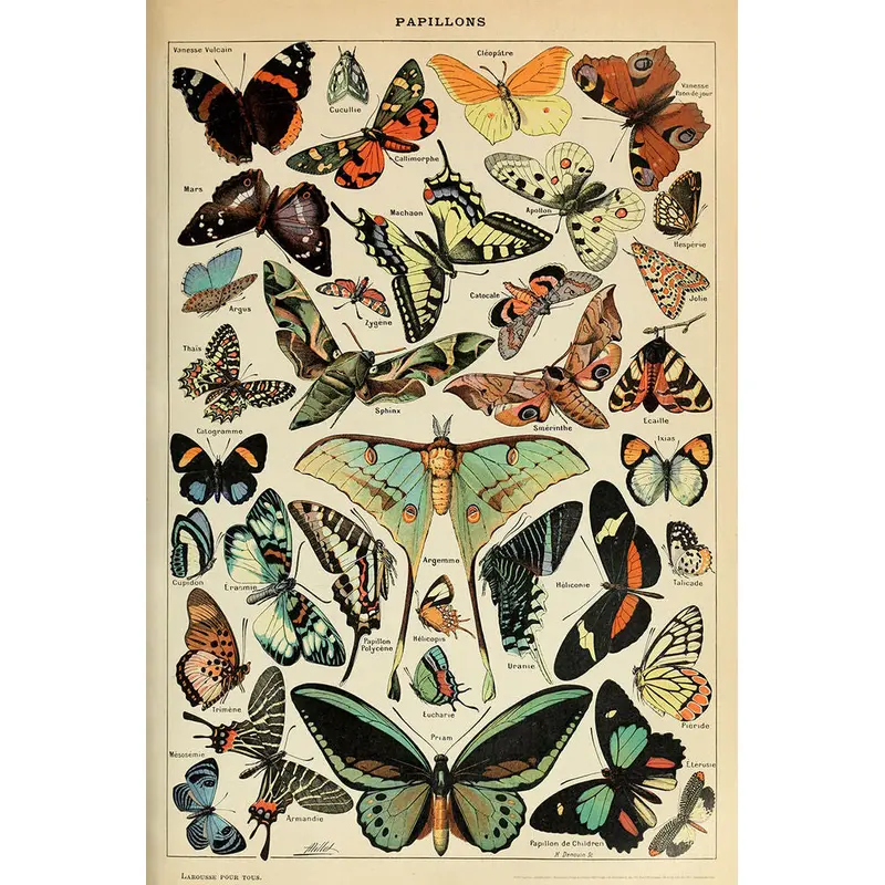Butterfly Illustrations (Papillons) by Adolphe Millot 24x36 Poster - Studio B