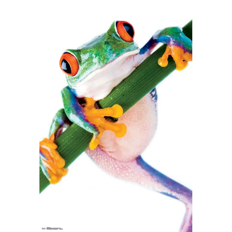 Red-Eyed Tree Frog Super-Cool Animal Kingdom Poster - Trends International